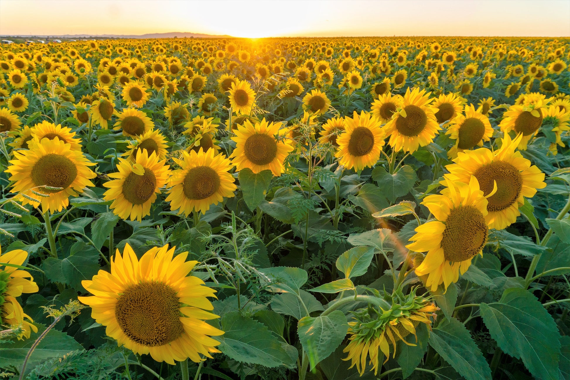 planting peredovik sunflower seeds 100 PEREDOVIK SUNFLOWER Helianthus Annuus aka Black Peredovik Good Oil – Seedville USA
