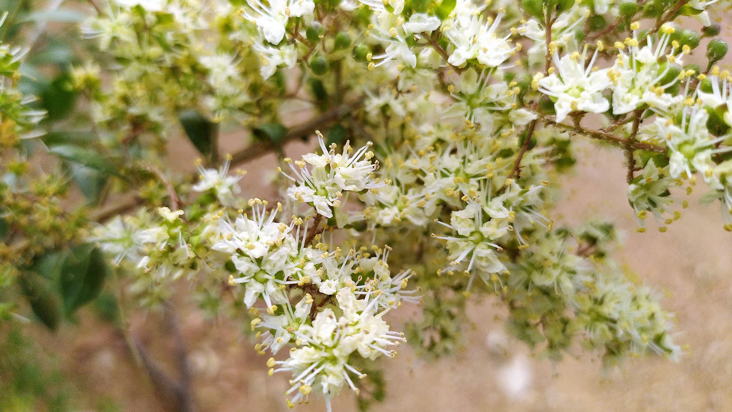 40 WHITE FLOWERING HENNA Tree Lawsonia Inermis var. Alba Dye Plant Tattoo Flower Seeds