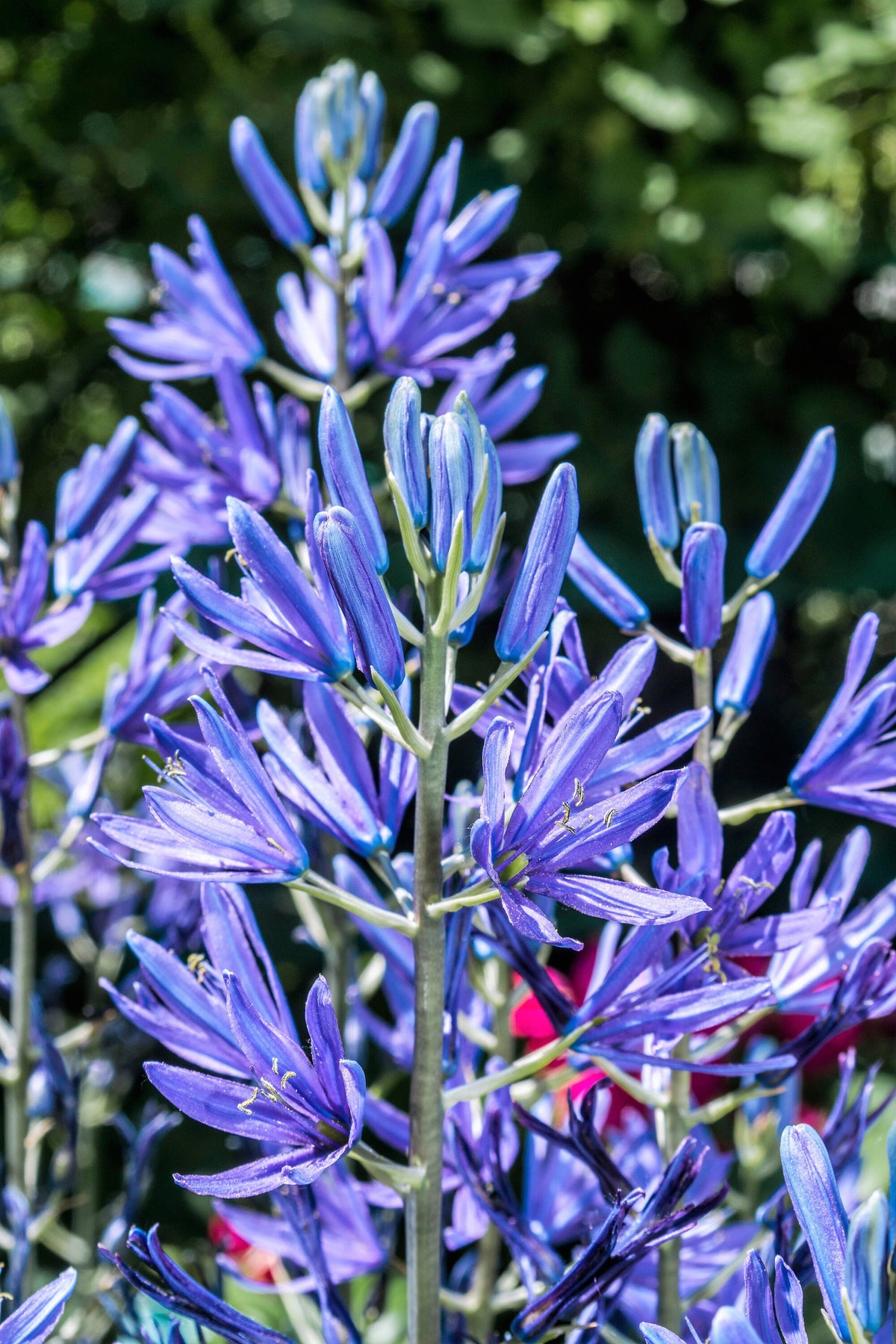 20 Blue LARGE CAMAS Camassia Leichtlinii Quamasia Great Camass Native ...