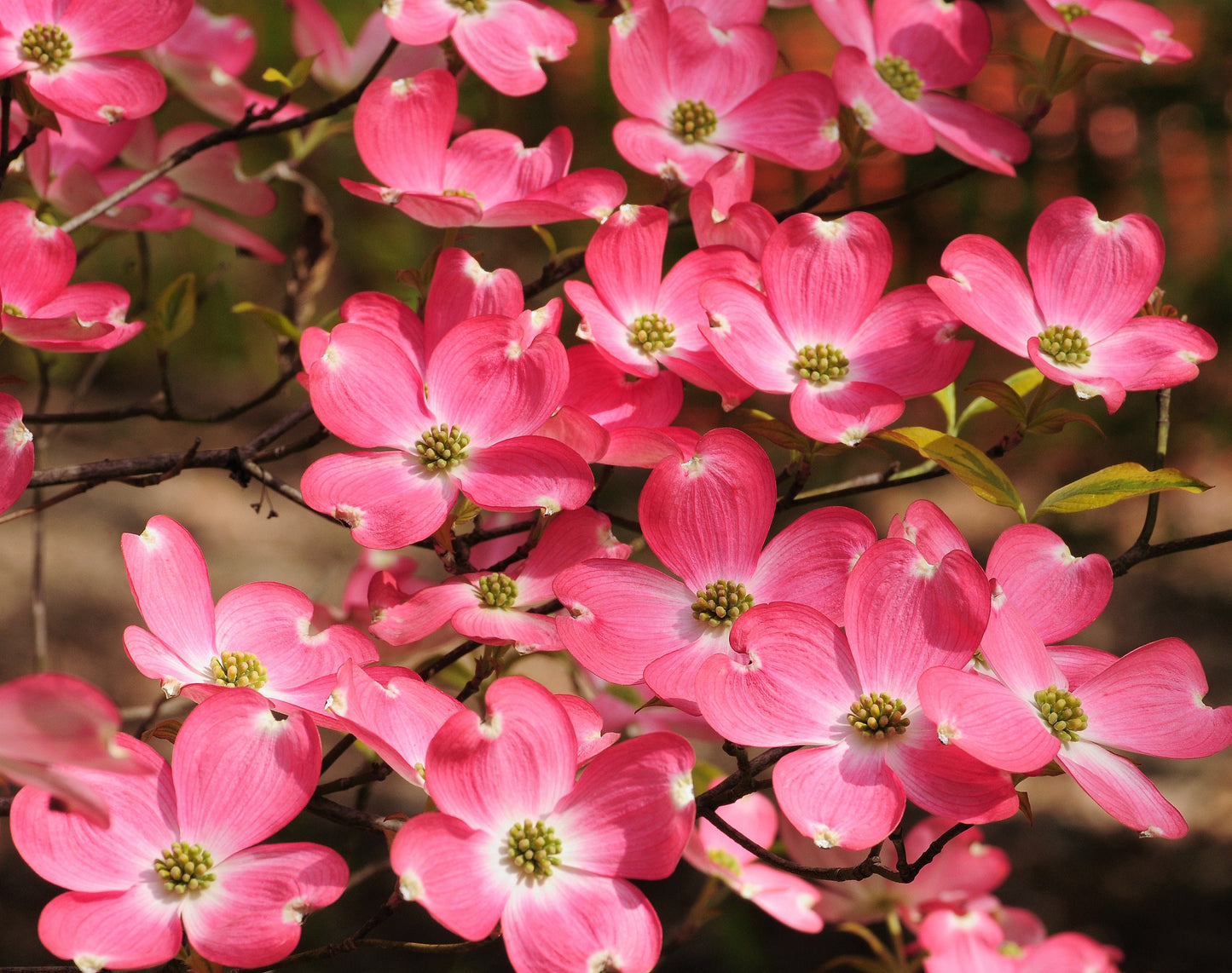 5 PINK FLOWERING DOGWOOD Tree Cornus Florida Rubra Native Ornamental Tree Seeds