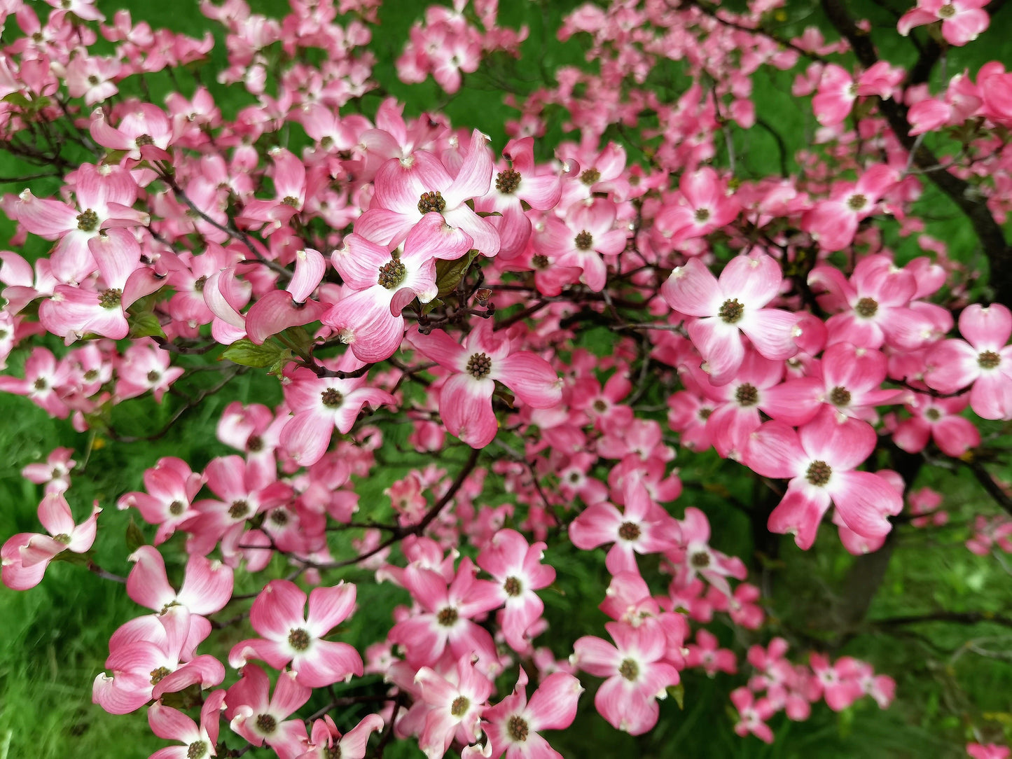 5 PINK FLOWERING DOGWOOD Tree Cornus Florida Rubra Native Ornamental Tree Seeds