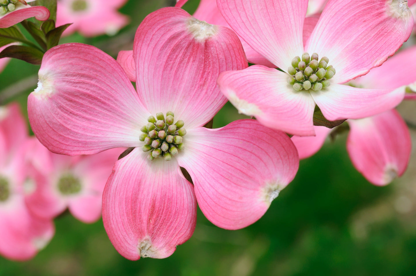 5 PINK FLOWERING DOGWOOD Tree Cornus Florida Rubra Native Ornamental Tree Seeds