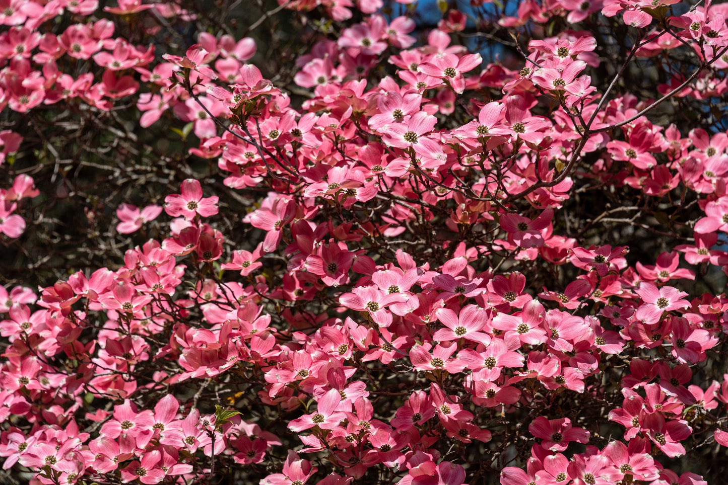 5 PINK FLOWERING DOGWOOD Tree Cornus Florida Rubra Native Ornamental Tree Seeds