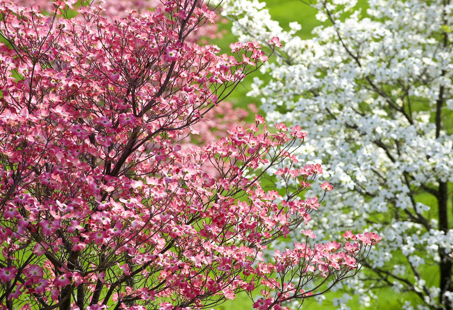 5 PINK FLOWERING DOGWOOD Tree Cornus Florida Rubra Native Ornamental Tree Seeds