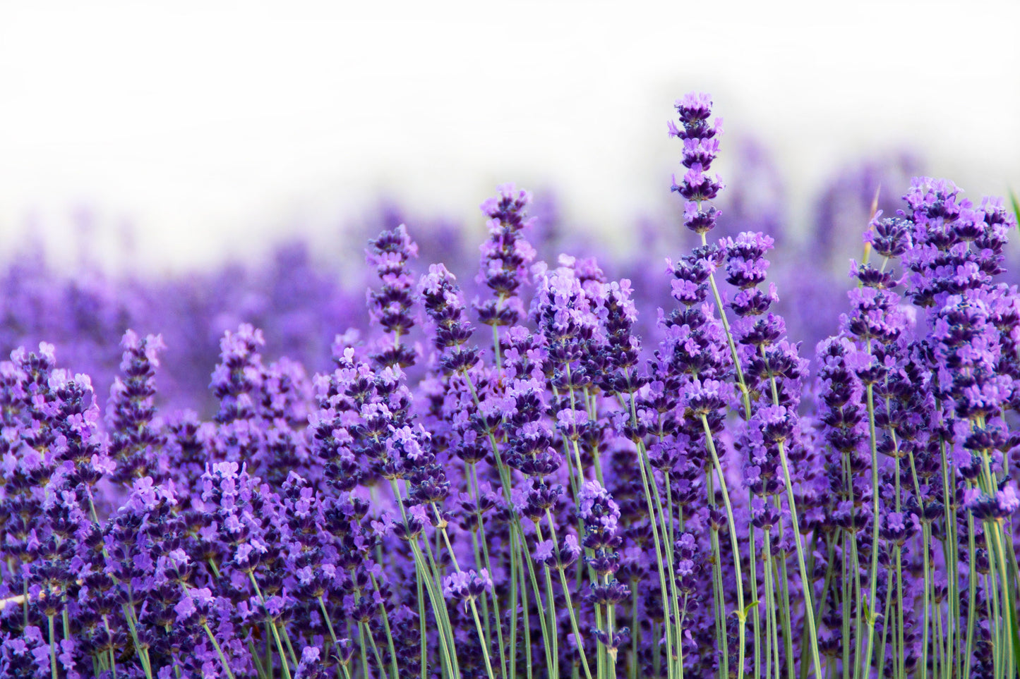 300 ITALIAN LAVENDER Lavandula Angustifolia Lavender Blue Purple Fragrant Flower Herb Seeds