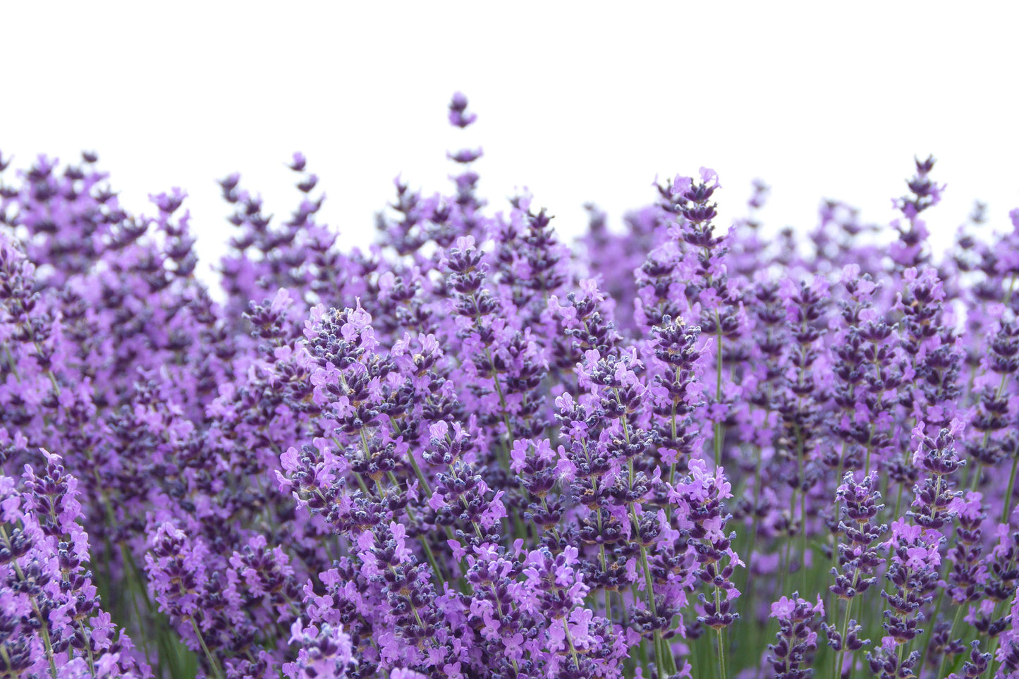 300 ITALIAN LAVENDER Lavandula Angustifolia Lavender Blue Purple Fragrant Flower Herb Seeds