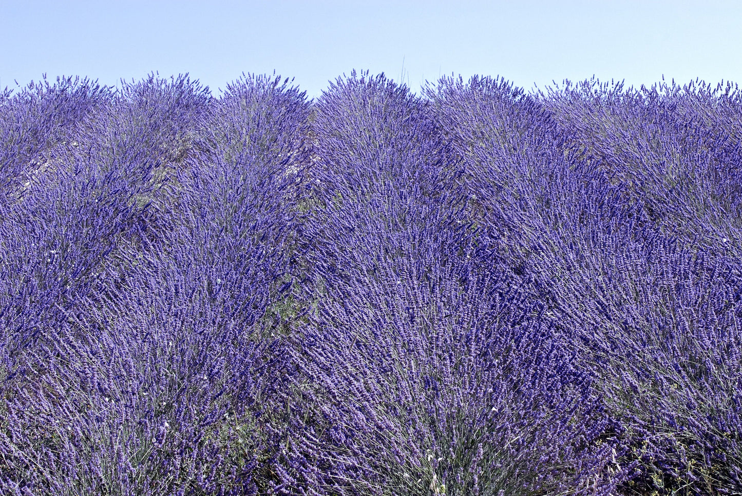 300 ITALIAN LAVENDER Lavandula Angustifolia Lavender Blue Purple Fragrant Flower Herb Seeds