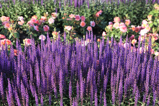 200 MUNSTEAD LAVENDER Blue English Lavandula Angustifolia Munstead Fragrant Purple Flower Herb Seeds