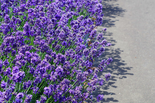 20 DWARF MUNSTEAD LAVENDER Blue English Lavandula Angustifolia Munstead Purple Fragrant Flower Herb Seeds