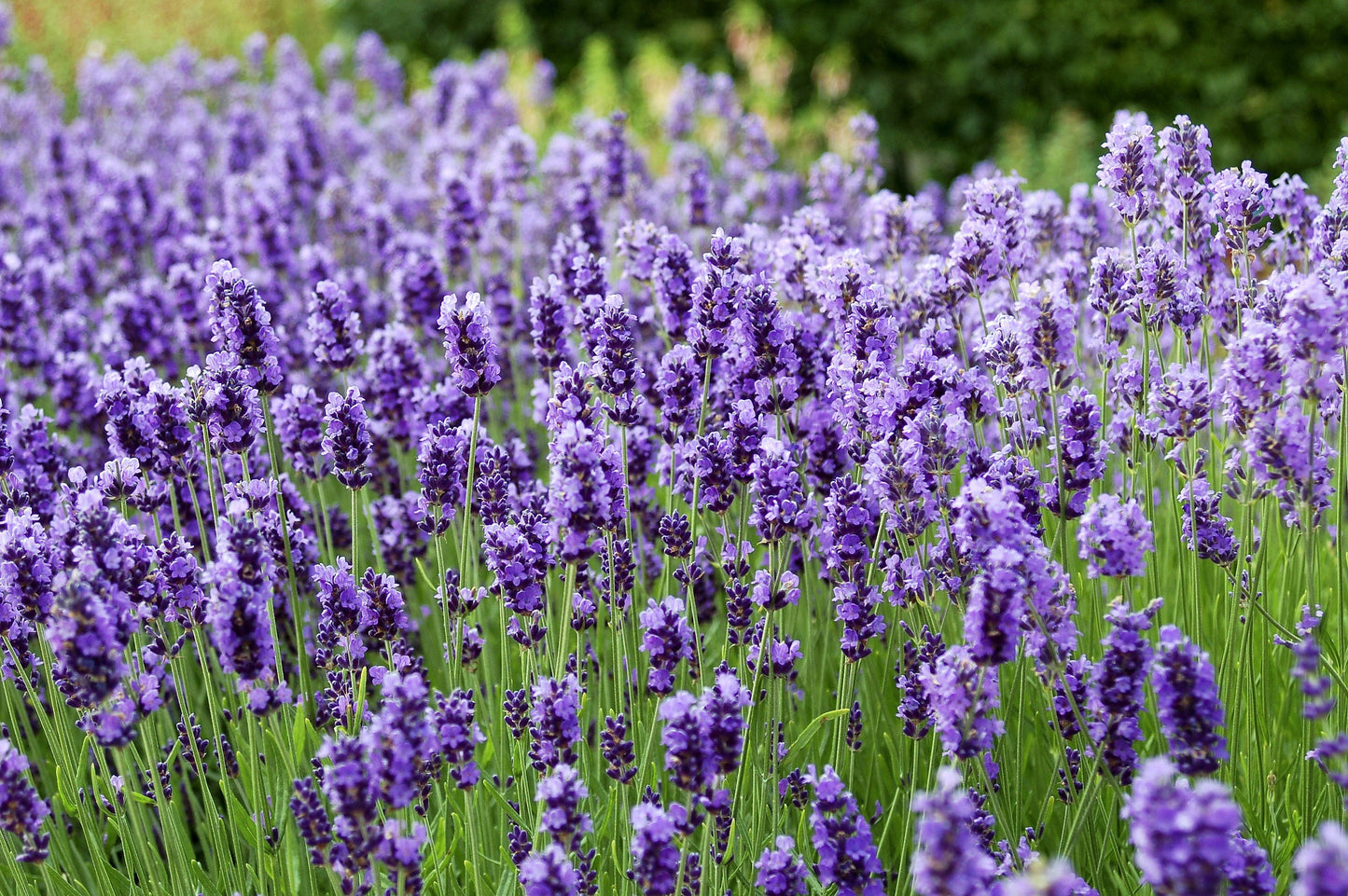 dwarf lavender seeds 20 DWARF MUNSTEAD LAVENDER Blue English Lavandula Angustifolia Munstea – Seedville USA