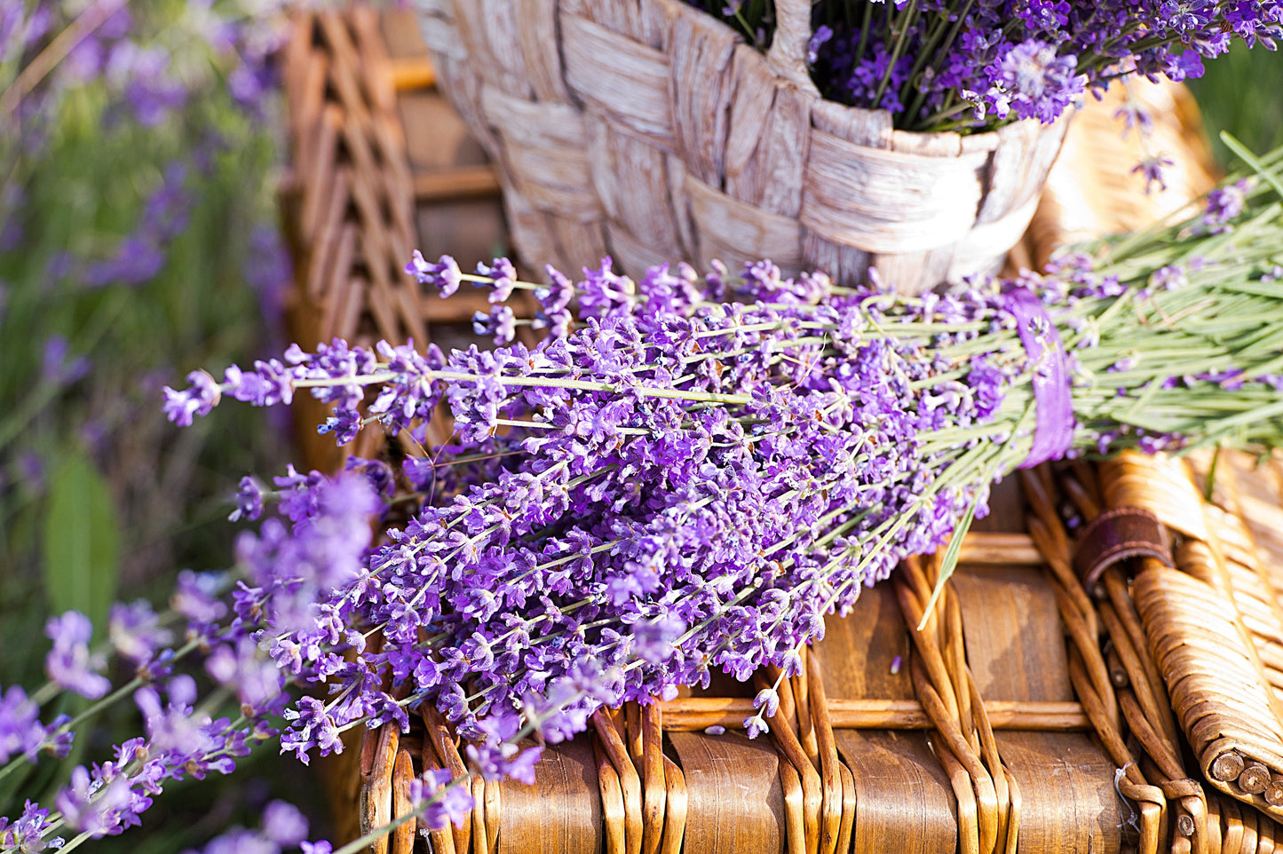 planting munstead lavender seeds 20 DWARF MUNSTEAD LAVENDER Blue English Lavandula Angustifolia Munstea – Seedville USA