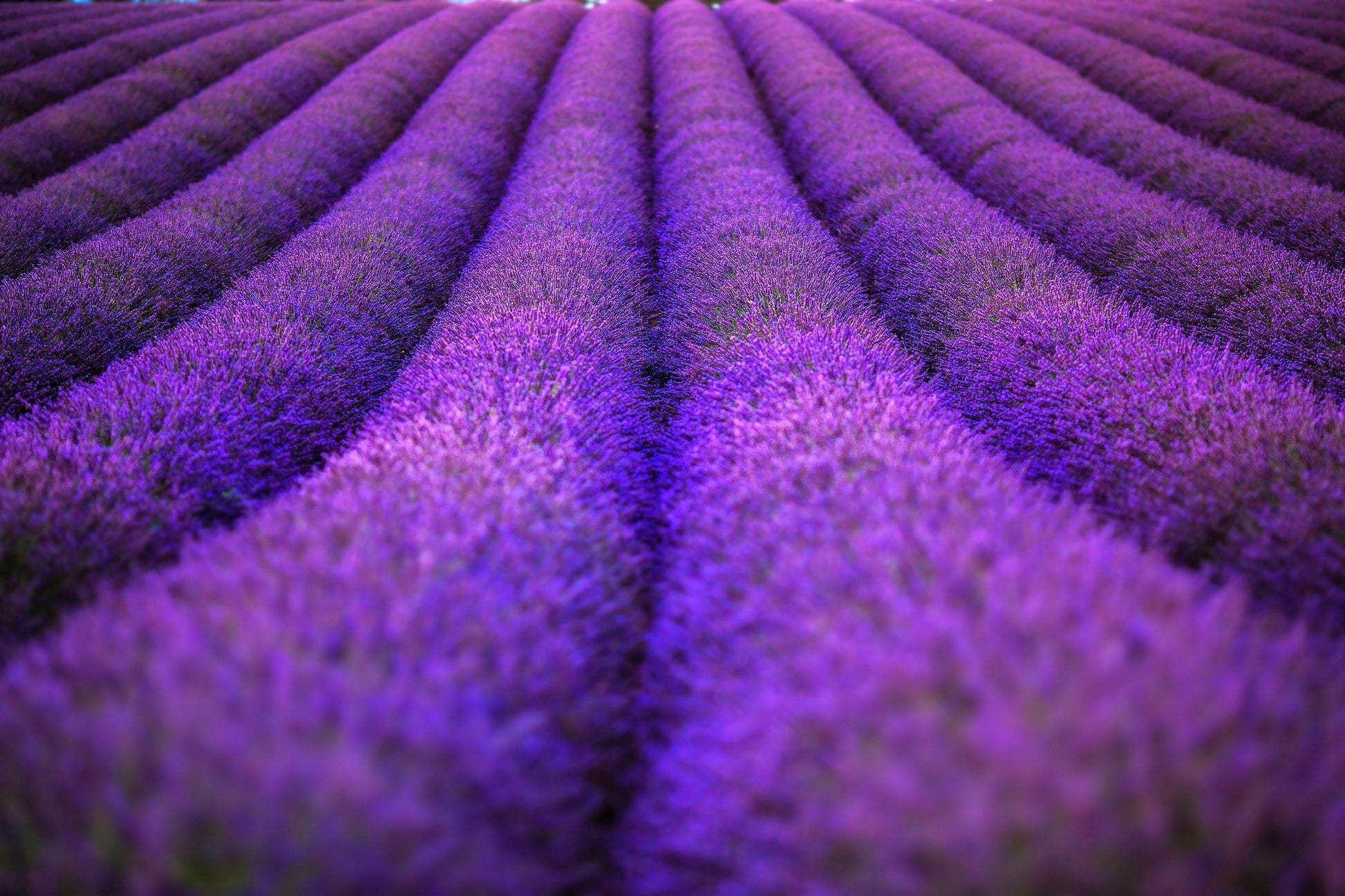 dwarf lavender seeds 20 DWARF MUNSTEAD LAVENDER Blue English Lavandula Angustifolia Munstead Purple Fragrant Flower Herb Seeds