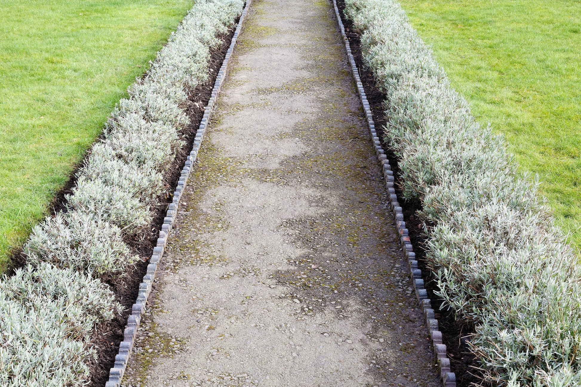 dwarf lavender seeds 20 DWARF MUNSTEAD LAVENDER Blue English Lavandula Angustifolia Munstea – Seedville USA