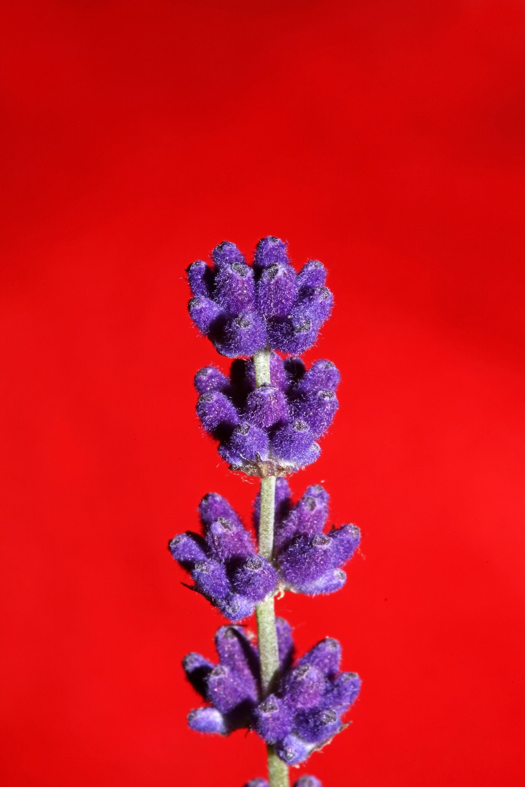spike lavender plant 150 Portuguese SPIKE LAVENDER Lavandula Latifolia syn. Spica Broadleav – Seedville USA