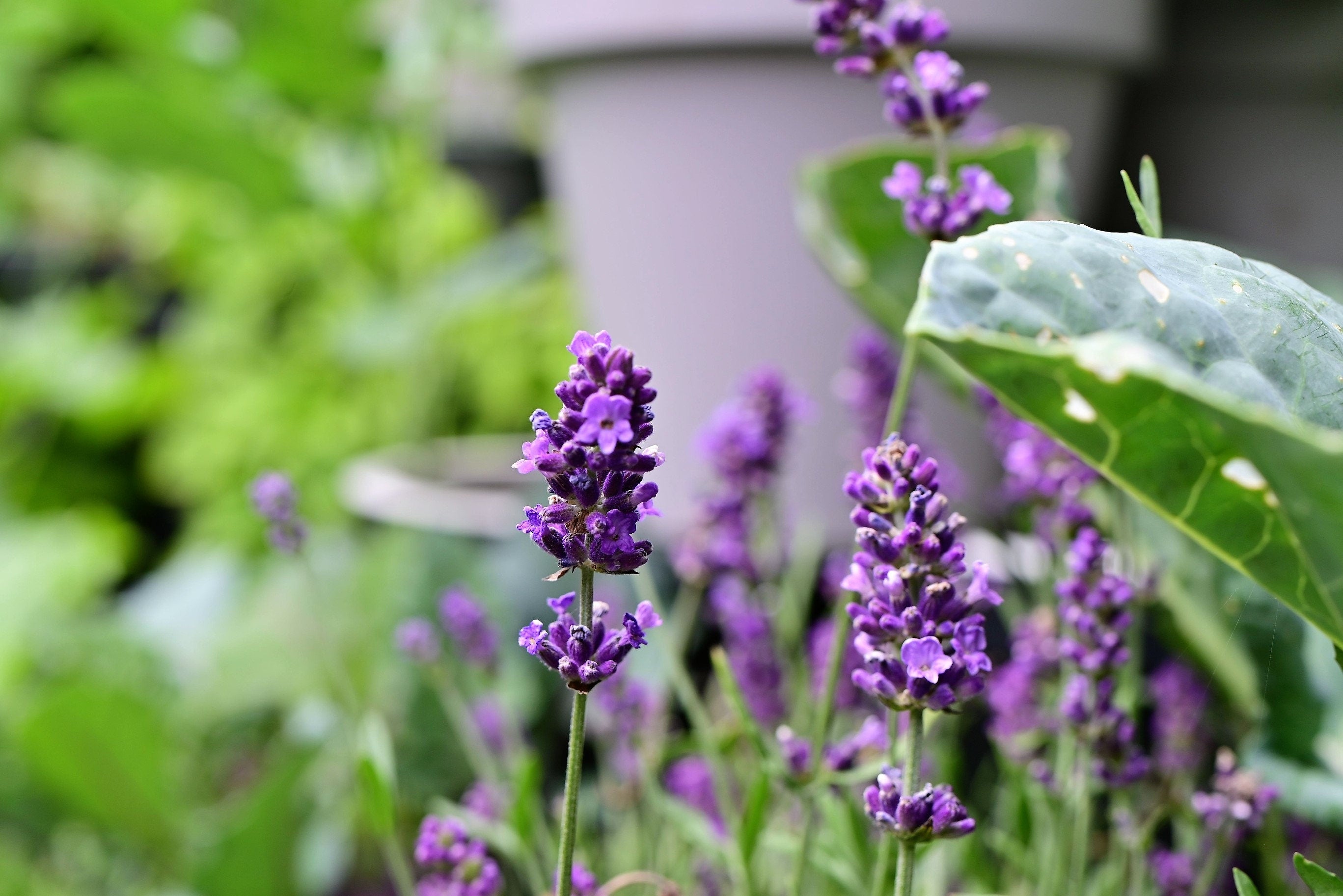 150 Portuguese SPIKE LAVENDER Lavandula Latifolia syn. Spica Broadleaved Fragrant Blue Purple Flower Herb Seeds