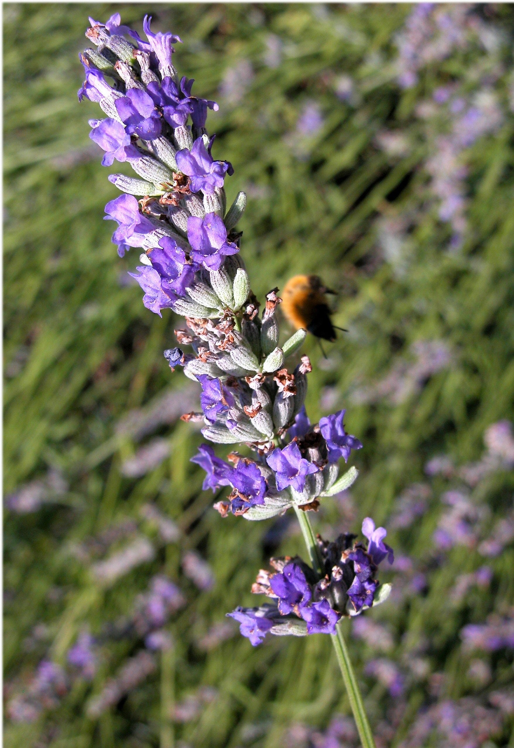 lavender plant wikipedia 150 Portuguese SPIKE LAVENDER Lavandula Latifolia syn. Spica Broadleaved Fragrant Blue Purple Flower Herb Seeds