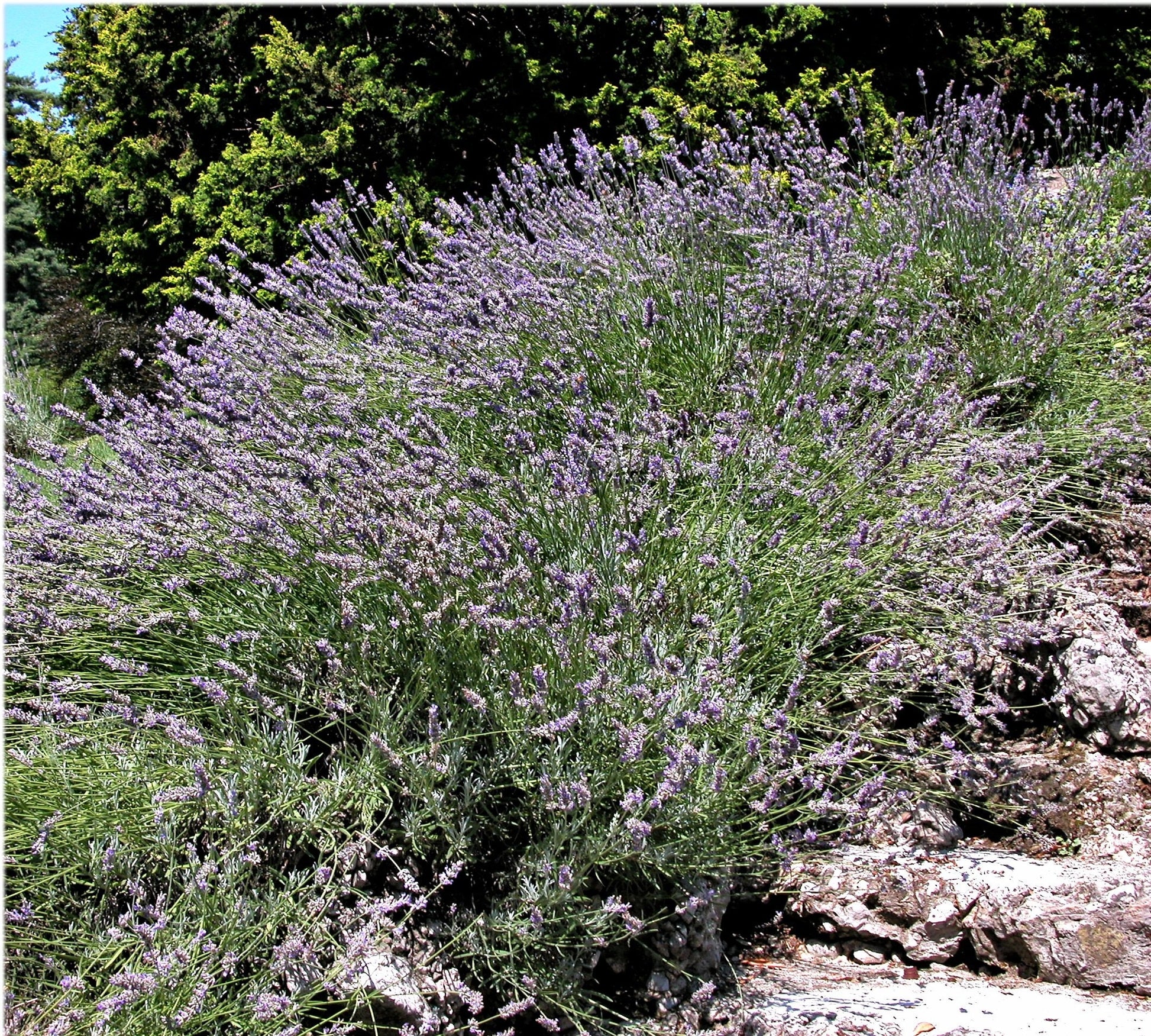 portuguese lavender plant 150 Portuguese SPIKE LAVENDER Lavandula Latifolia syn. Spica Broadleaved Fragrant Blue Purple Flower Herb Seeds