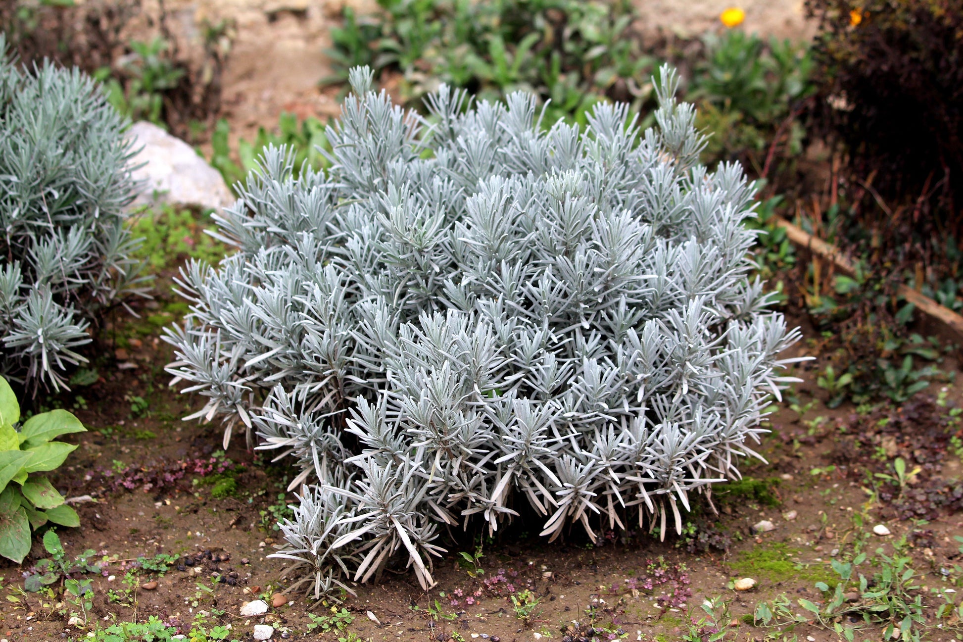 spike lavender plant 150 Portuguese SPIKE LAVENDER Lavandula Latifolia syn. Spica Broadleav – Seedville USA