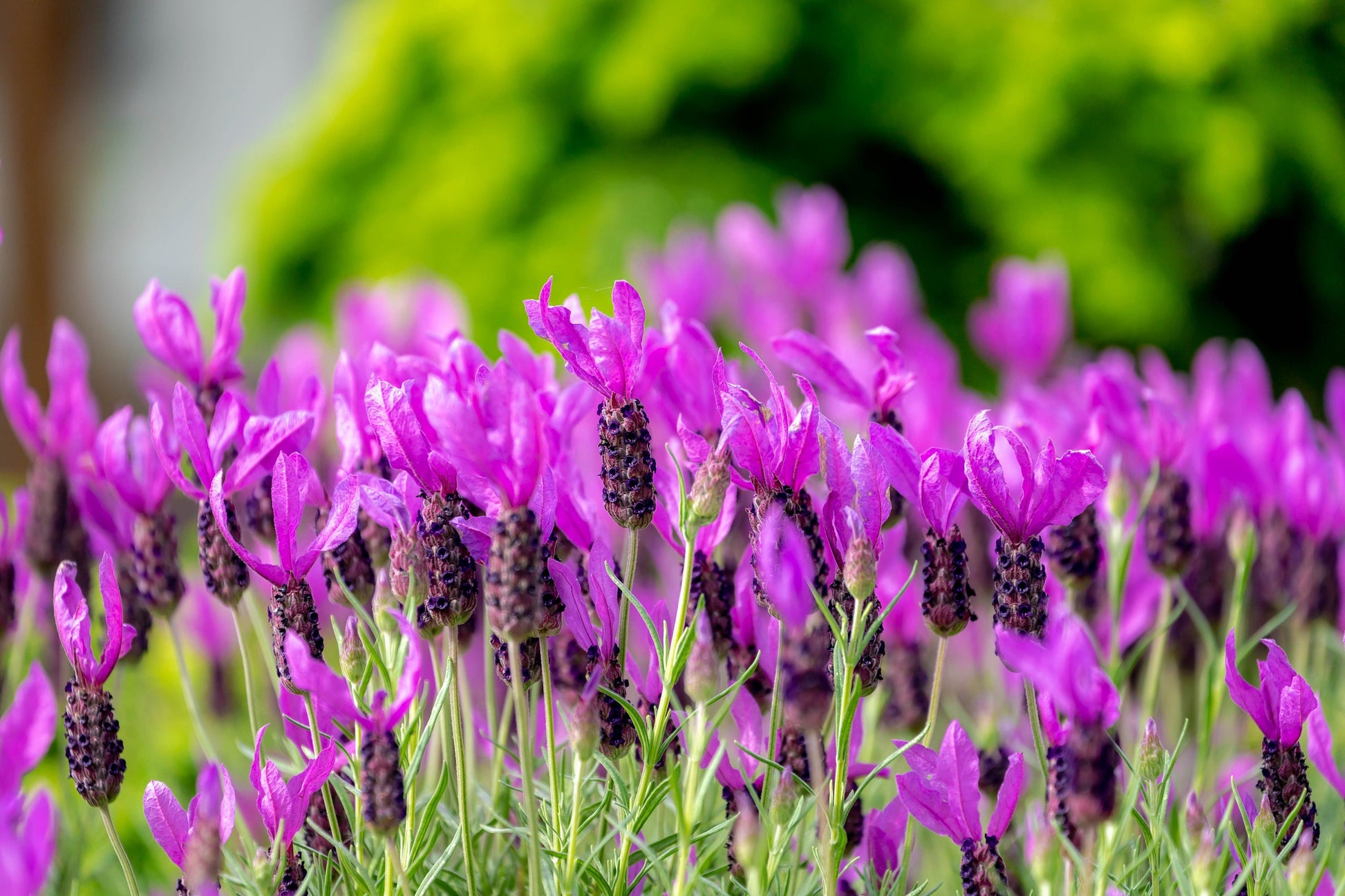 butterfly lavender plant 100 FRENCH LAVENDER aka Butterfly Lavender, Spanish, Topped Lavandula – Seedville USA