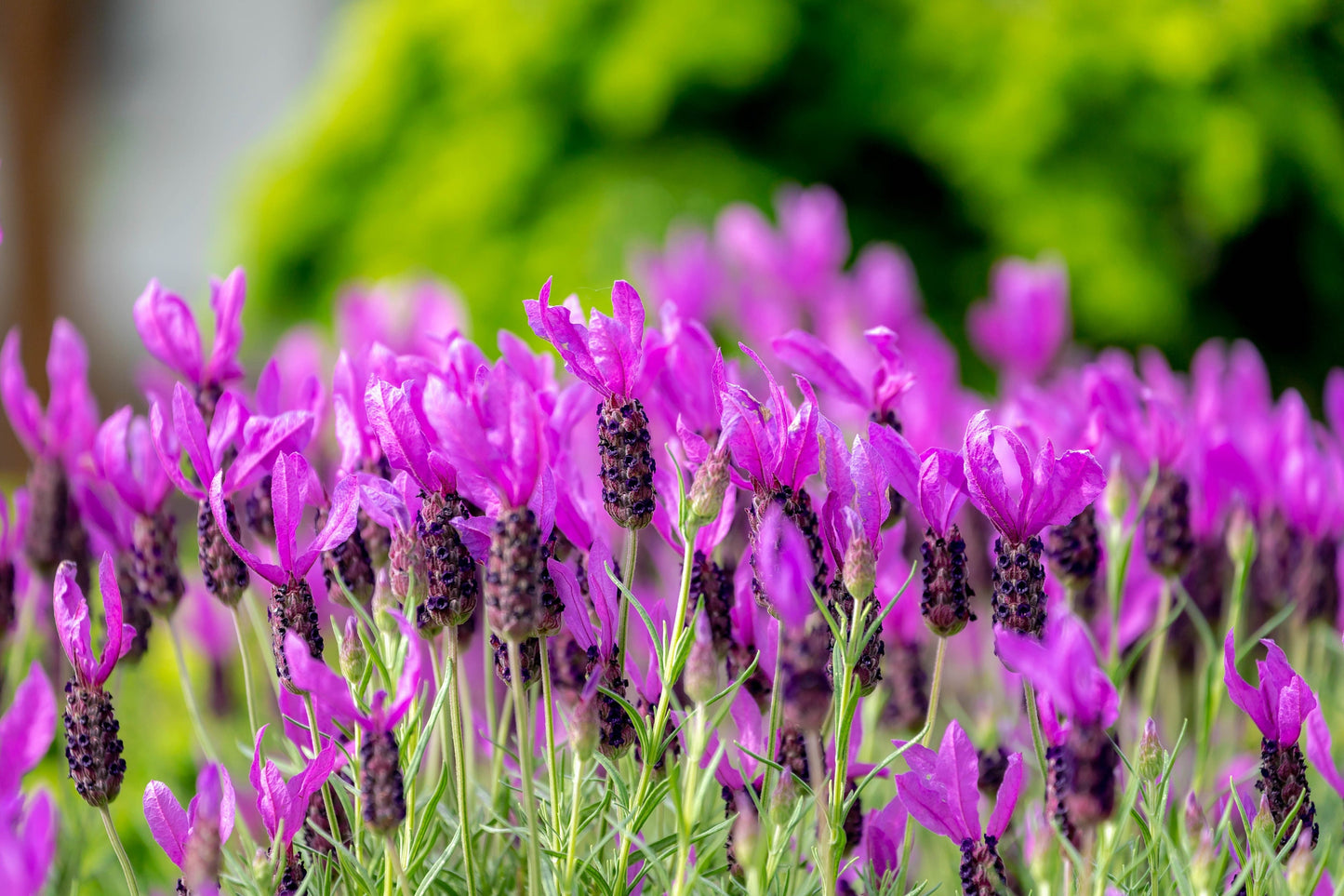 100 FRENCH LAVENDER aka Butterfly Lavender, Spanish, Topped Lavandula Stoechas Fragrant Blue Purple Flower Herb Seeds