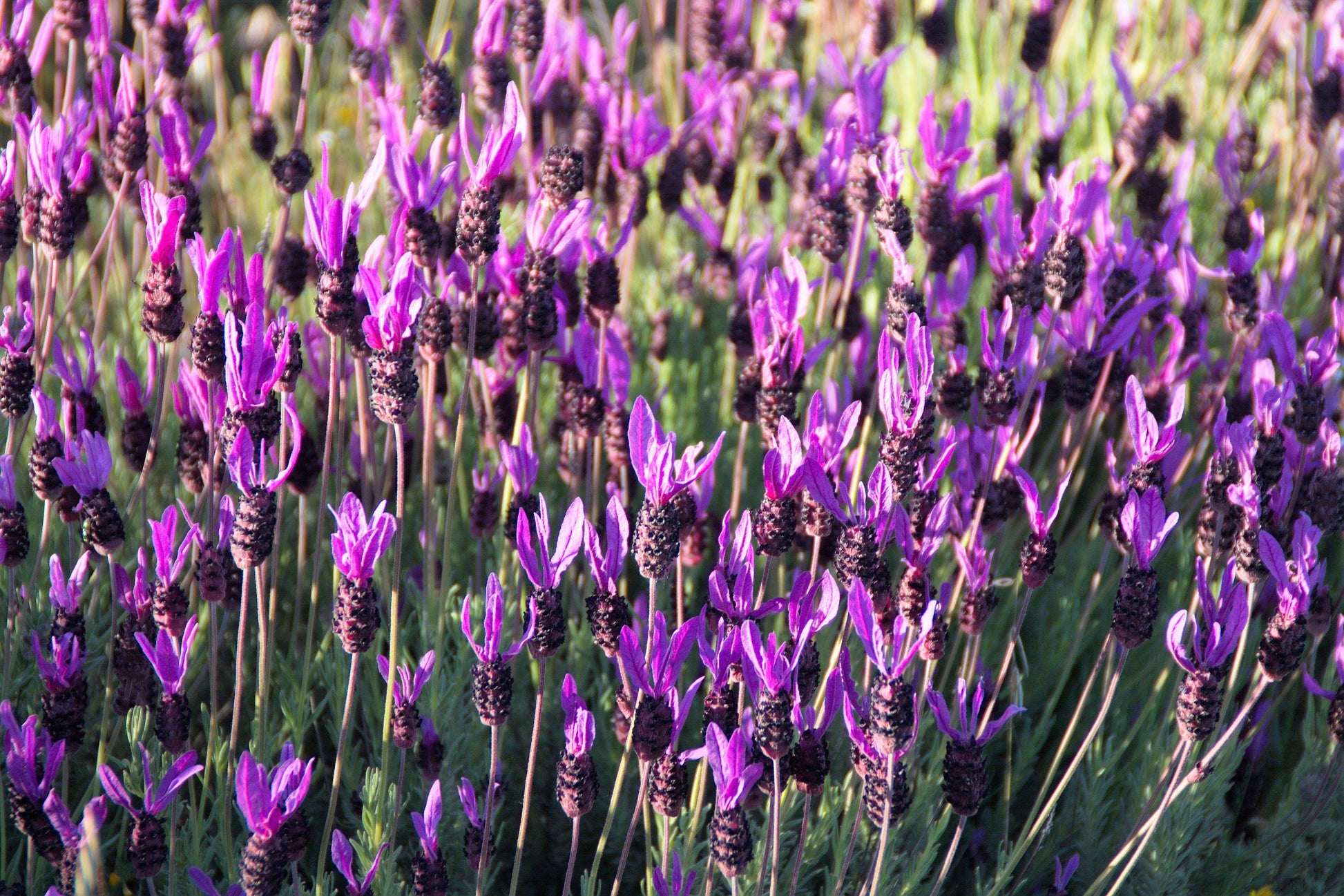 where can i buy french lavender plants 100 FRENCH LAVENDER aka Butterfly Lavender, Spanish, Topped Lavandula – Seedville USA