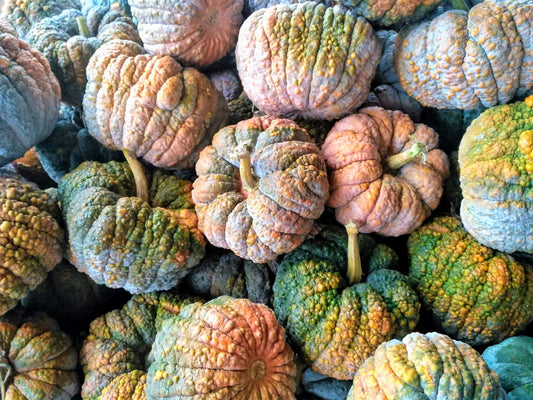 20 BLACK FUTSU SQUASH Multicolored Wrinkly Skin Gold Flesh Japanese Heirloom Pumpkin Ornamental Edible Cucurbita Moschata Vegetable Seeds