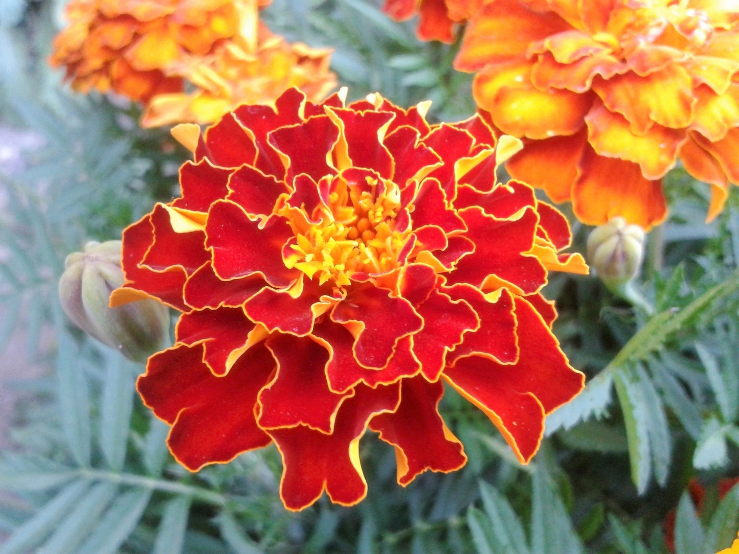 400 RED CHERRY MARIGOLD French Red & Yellow 2 Tone Tagetes Patula Flower Seeds