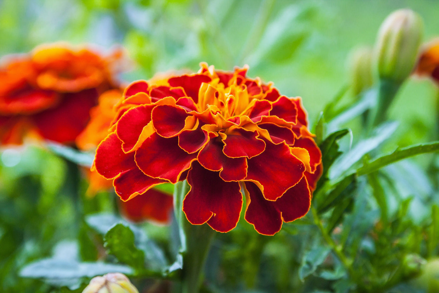 400 RED CHERRY MARIGOLD French Red & Yellow 2 Tone Tagetes Patula Flower Seeds