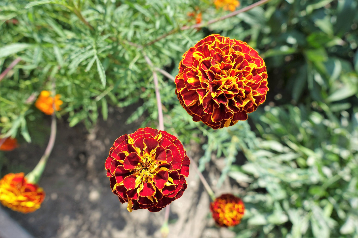 400 RED CHERRY MARIGOLD French Red & Yellow 2 Tone Tagetes Patula Flower Seeds