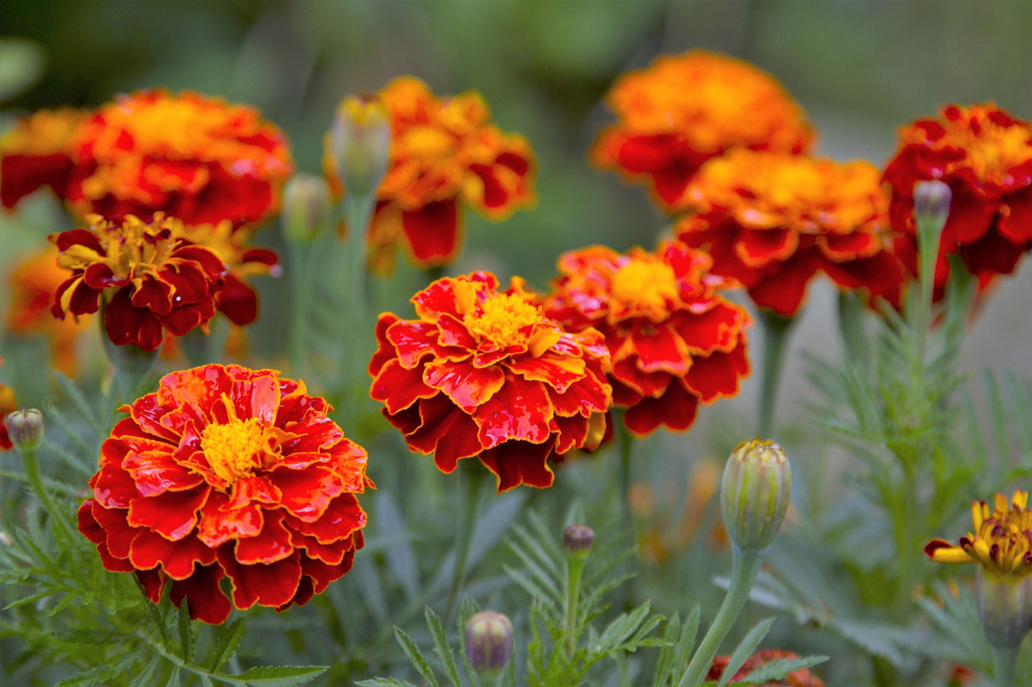 400 RED CHERRY MARIGOLD French Red & Yellow 2 Tone Tagetes Patula Flower Seeds