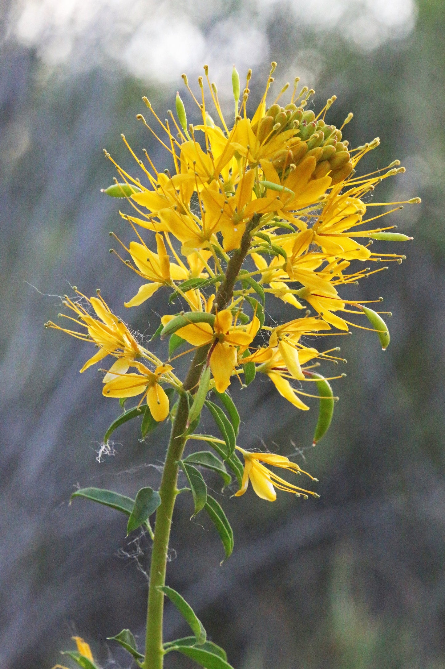 30 YELLOW BEEPLANT Cleome Lutea Golden Bee Plant Spiderflower Native Flower Seeds