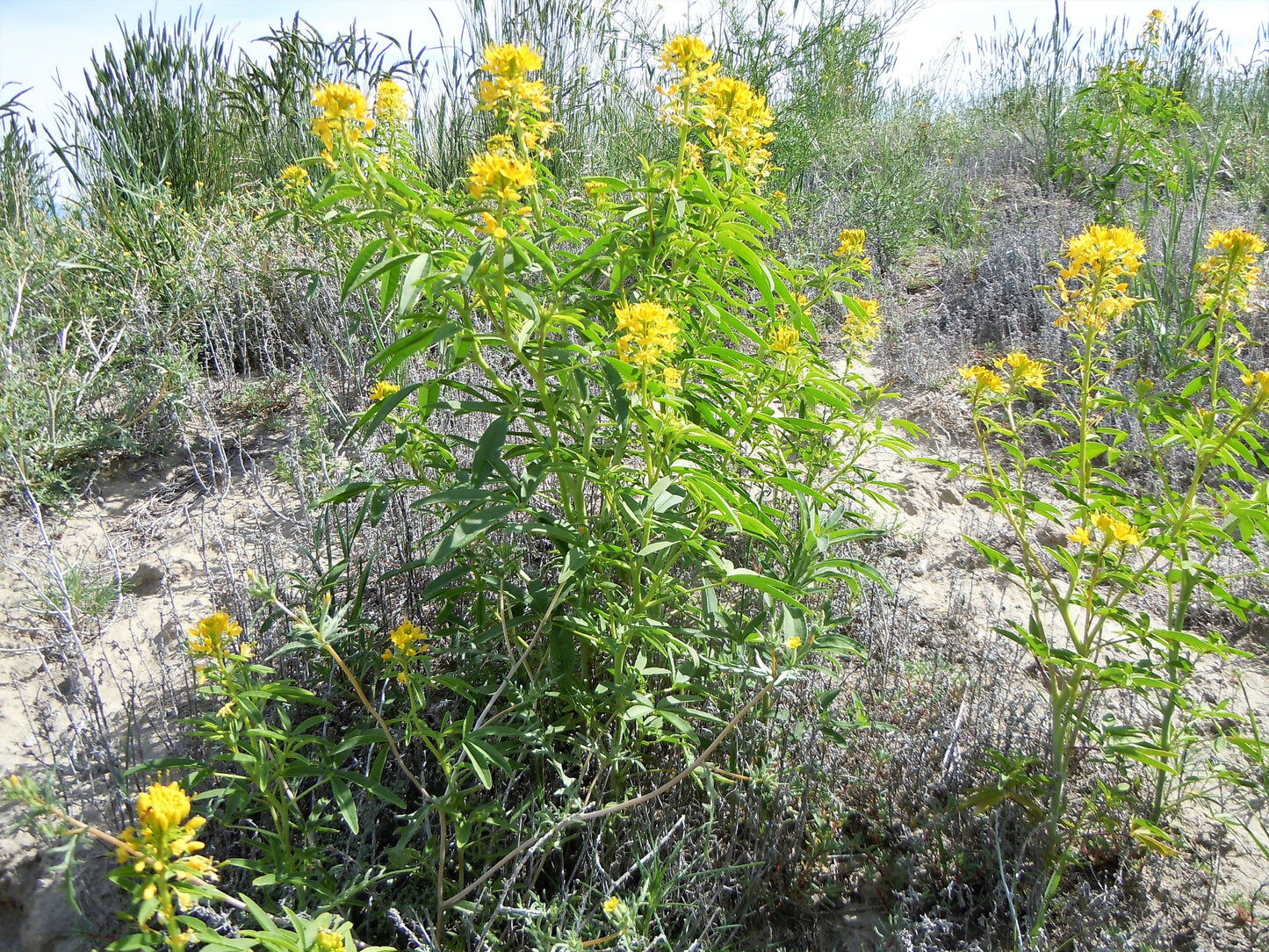 30 YELLOW BEEPLANT Cleome Lutea Golden Bee Plant Spiderflower Native Flower Seeds