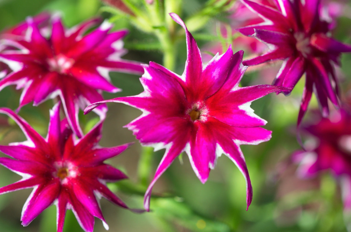 100 TWINKLE DWARF PHLOX Drummondii Cuspidata var. Stellaris Star Mix Two Tone Mixed Colors Pink Purple Red White Flower Seeds