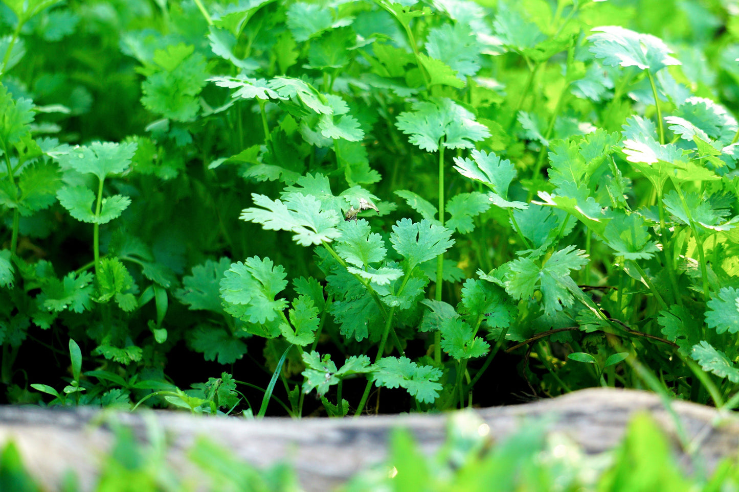 25 Organic DWARF LEMON CILANTRO Coriander Spice Coriandrum Sativum Fragrant Herb Seeds