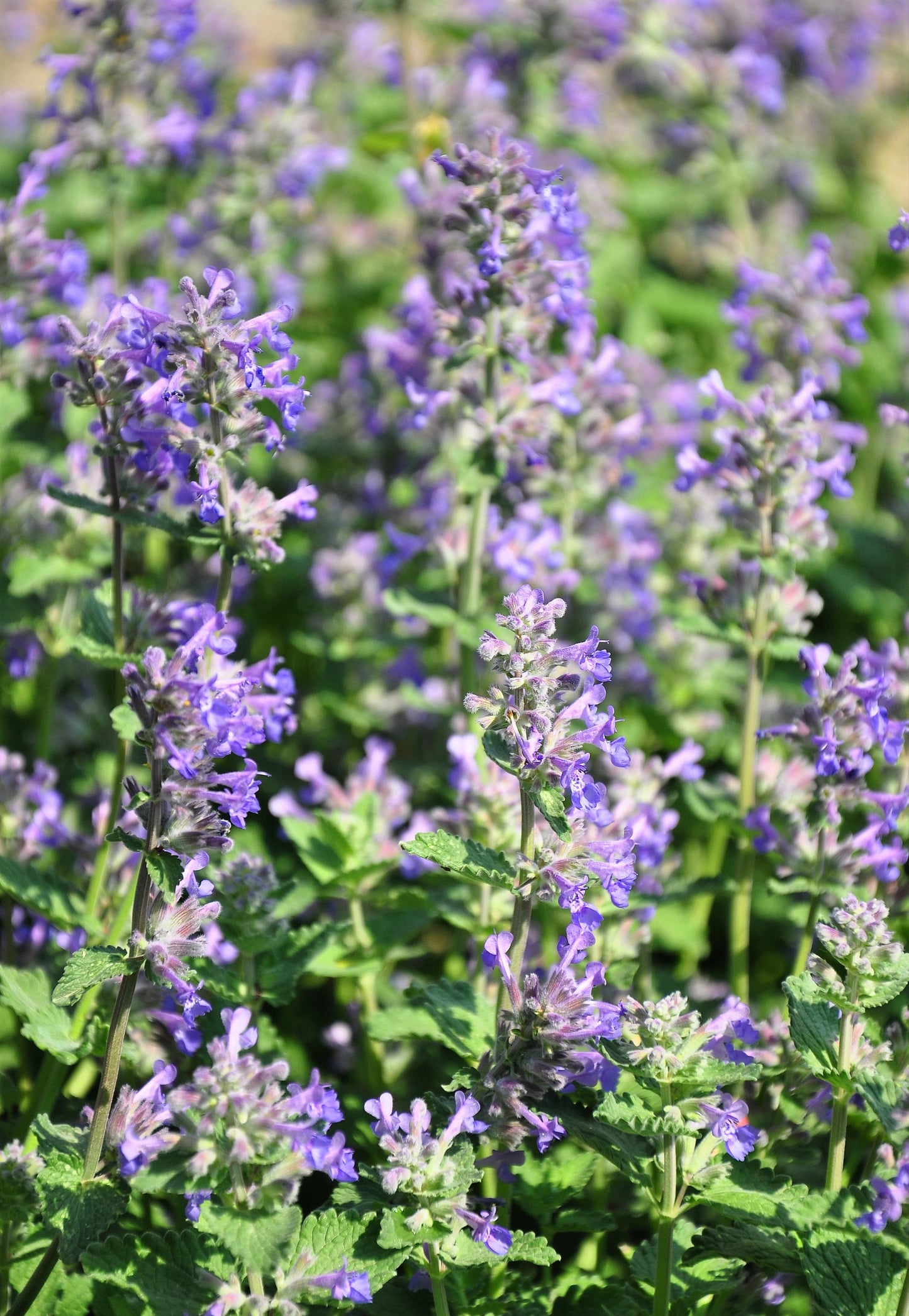 20 CALAMINT Lesser Calamintha Nepeta Officinalis Fragrant Herb White - Lilac Flower Seeds