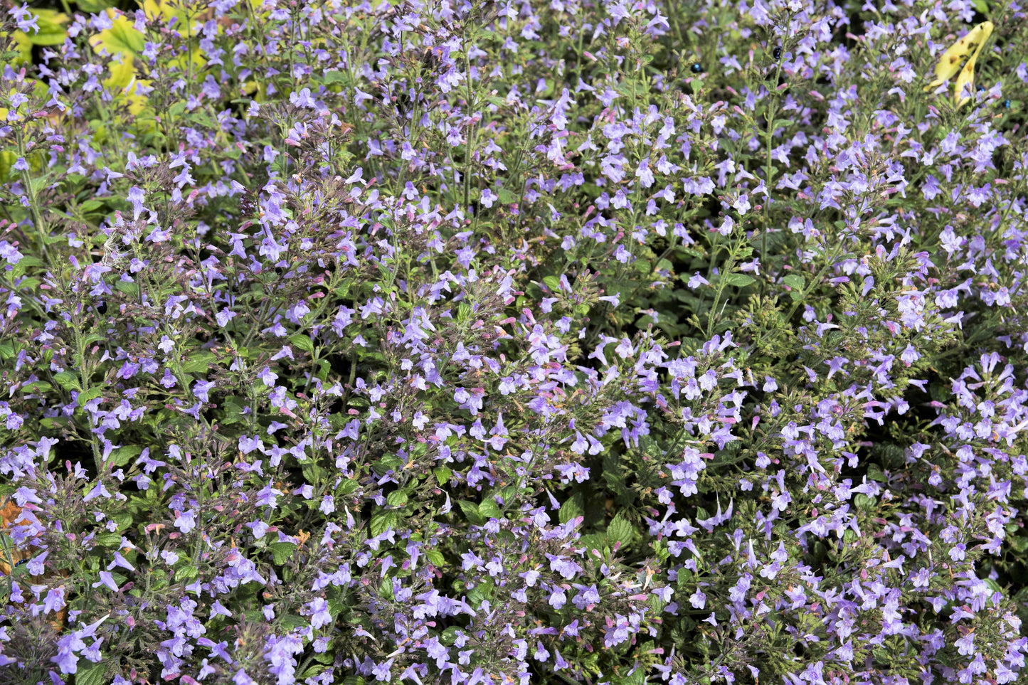 20 CALAMINT Lesser Calamintha Nepeta Officinalis Fragrant Herb White - Lilac Flower Seeds