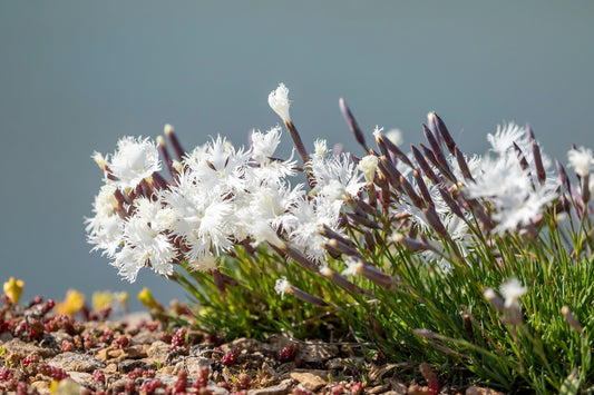 25 Dwarf LITTLE MAIDEN DIANTHUS Arenarius f. Nanus Fragrant White Flower Seeds