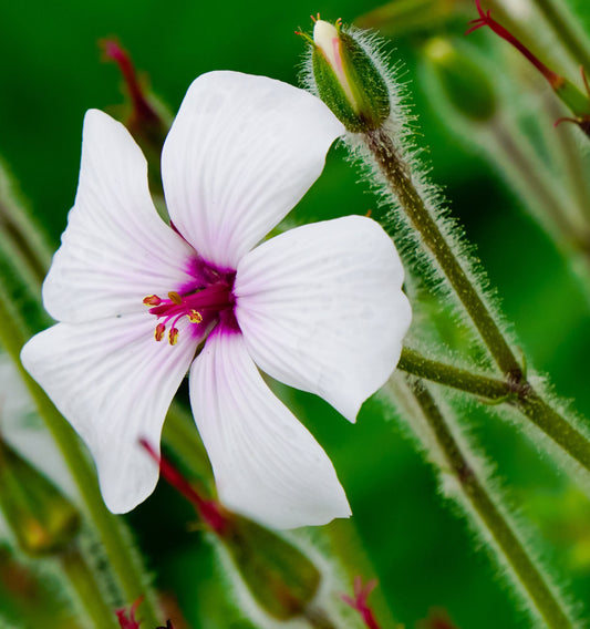 10 WHITE MADEIRA GERANIUM Maderense Cranesbill Giant Herb Robert Pink Eye Flower Seeds