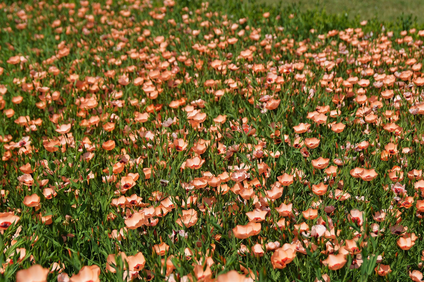 50 SALMON FLAX Linum Grandiflorum 1" Blooms in Salmon Pink with Red Eyes Flower Seeds