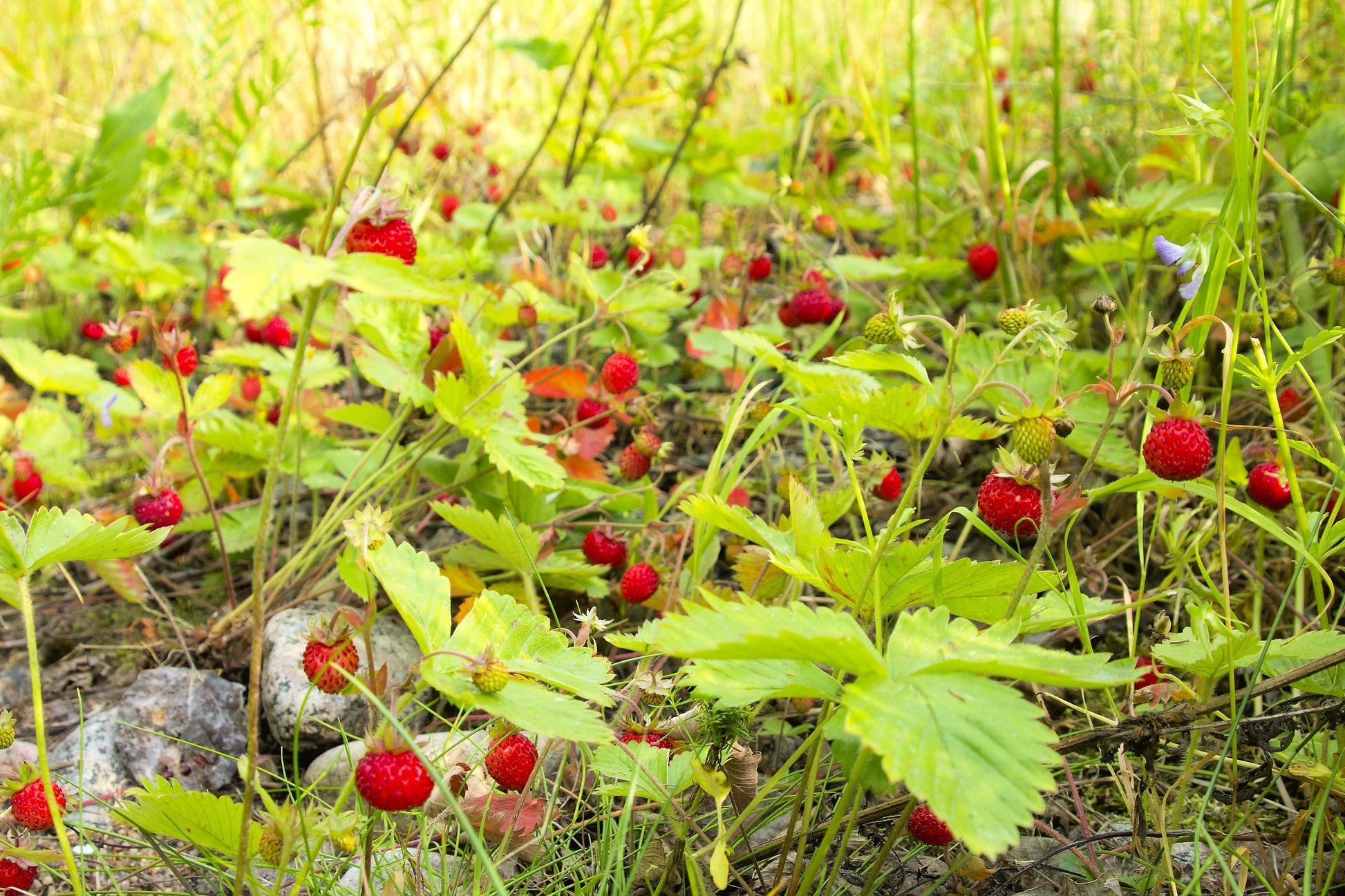 woodland strawberry seeds 80 California WOODLAND STRAWBERRY Fragaria Vesca Bracteata Pacific Nat – Seedville USA