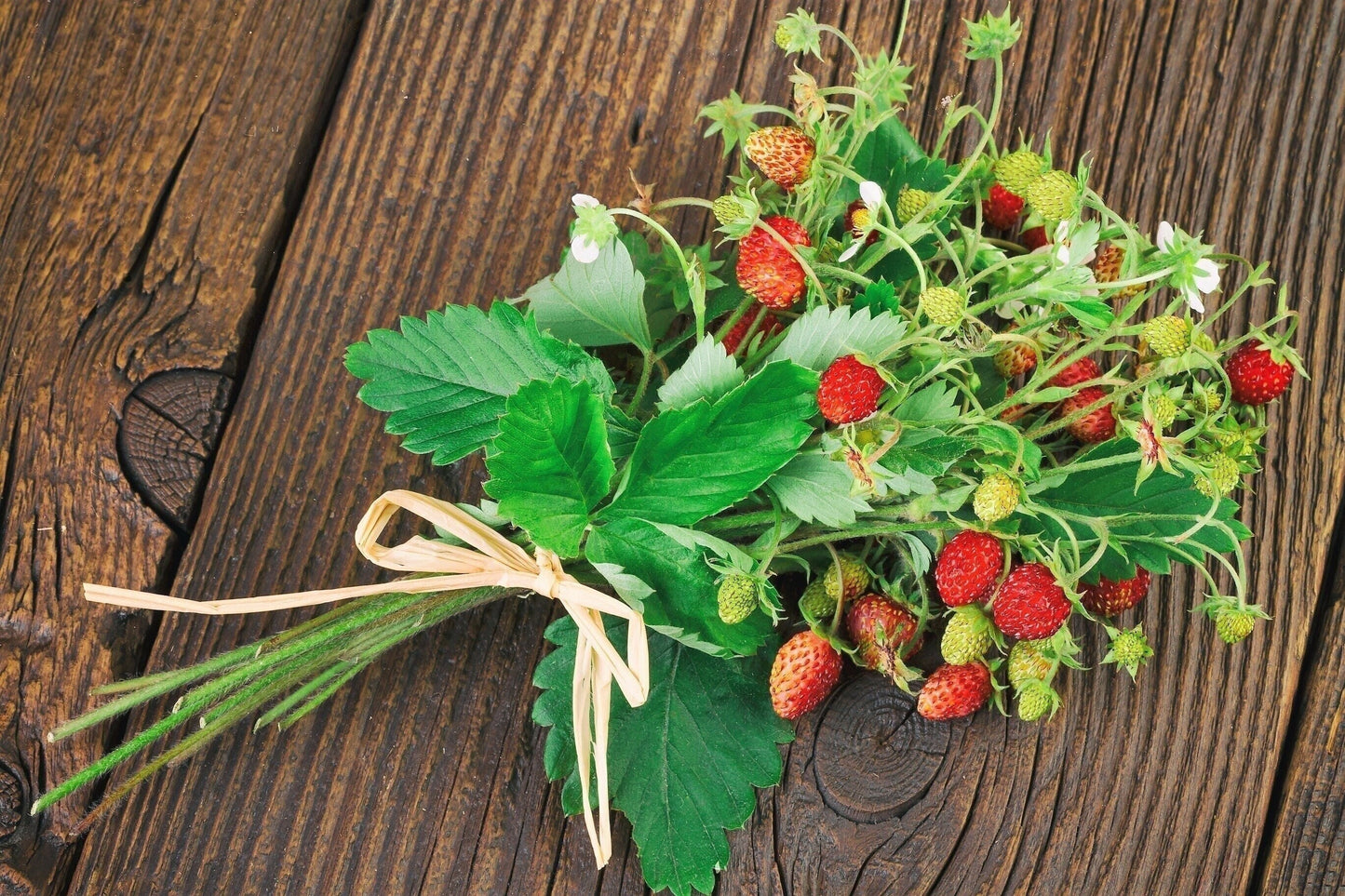 woodland strawberry seeds 80 California WOODLAND STRAWBERRY Fragaria Vesca Bracteata Pacific Native Strawberry Red Berry Fruit White Flower Seeds