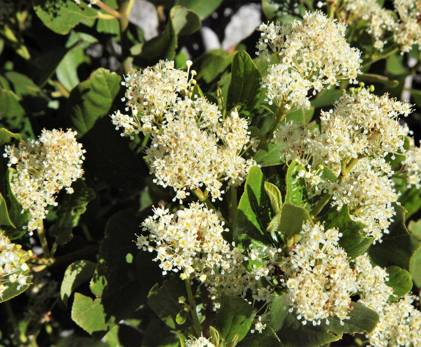 20 White SNOWBRUSH Ceanothus Velutinus aka Mountain Balm or Buckbrush Evergreen Native Flower Shrub Seeds