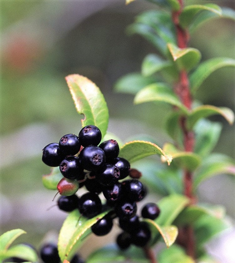 50 California EVERGREEN HUCKLEBERRY Vaccinium Ovatum Fruit aka Box Blueberry Native Pink & White Flower Blue Black Berry Shrub Seeds