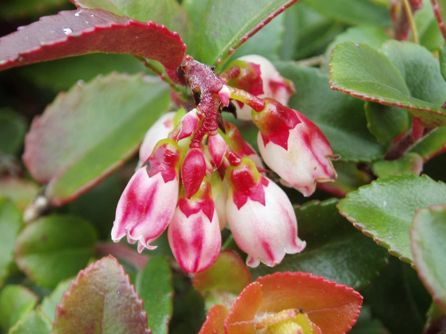 50 California EVERGREEN HUCKLEBERRY Vaccinium Ovatum Fruit aka Box Blueberry Native Pink & White Flower Blue Black Berry Shrub Seeds