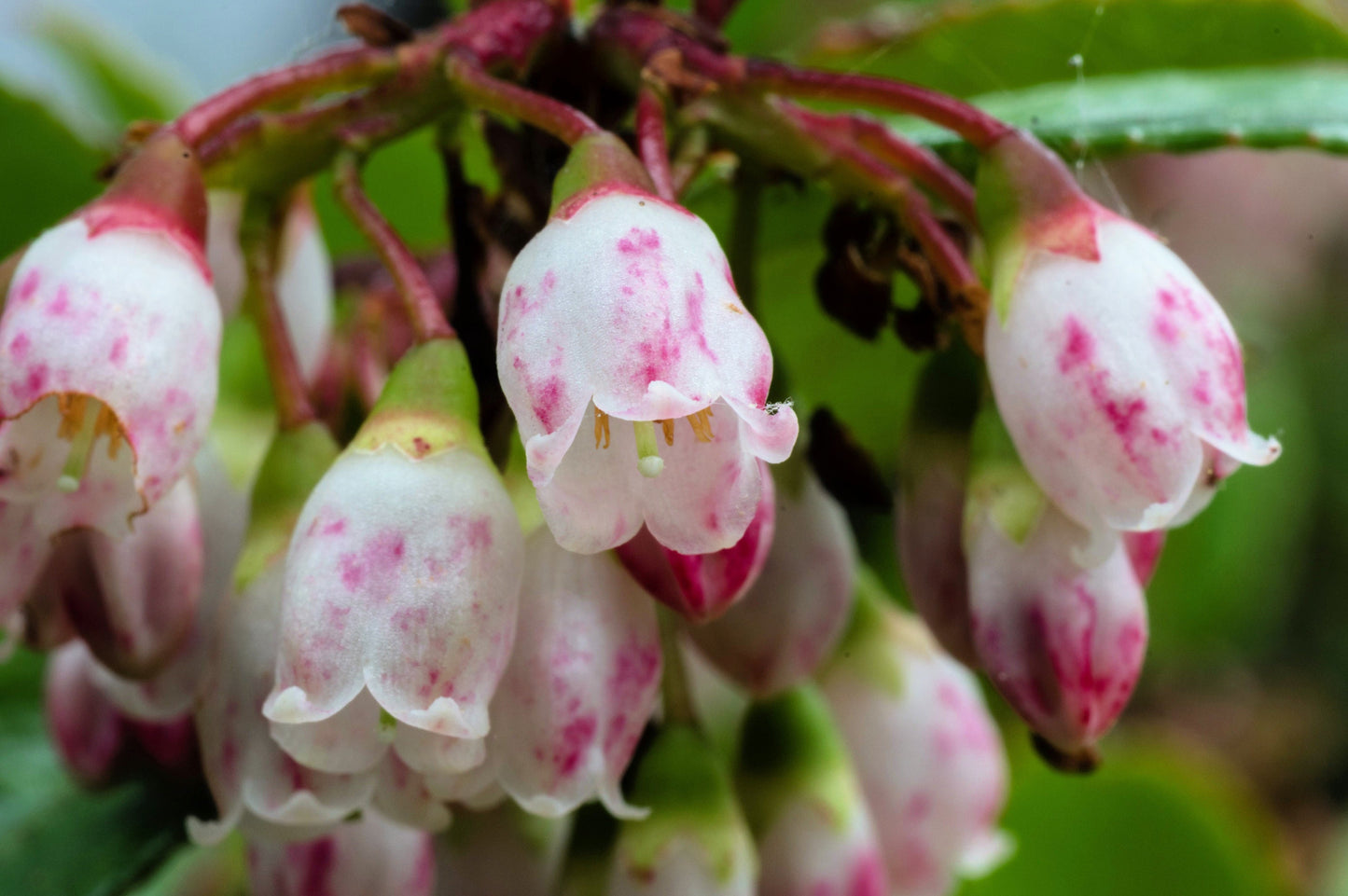 50 California EVERGREEN HUCKLEBERRY Vaccinium Ovatum Fruit aka Box Blueberry Native Pink & White Flower Blue Black Berry Shrub Seeds