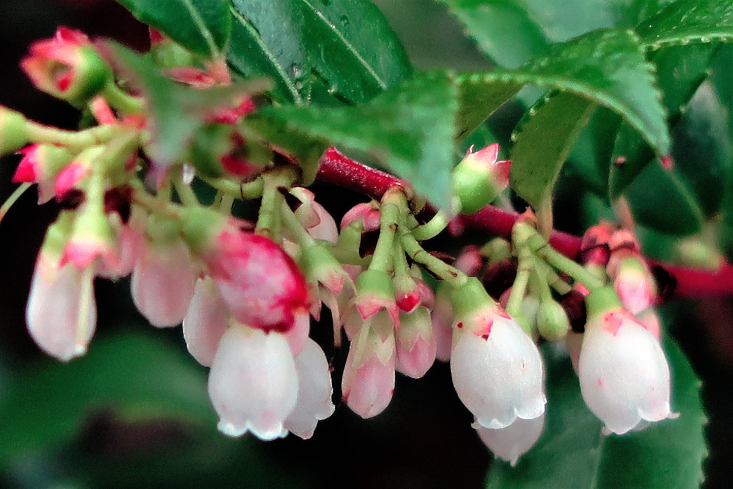 50 California EVERGREEN HUCKLEBERRY Vaccinium Ovatum Fruit aka Box Blueberry Native Pink & White Flower Blue Black Berry Shrub Seeds