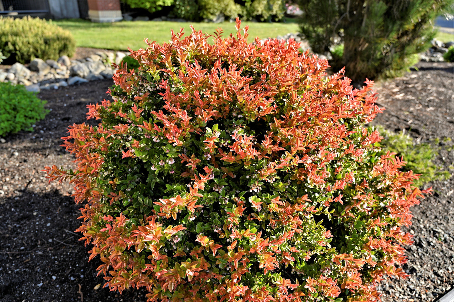 50 California EVERGREEN HUCKLEBERRY Vaccinium Ovatum Fruit aka Box Blueberry Native Pink & White Flower Blue Black Berry Shrub Seeds