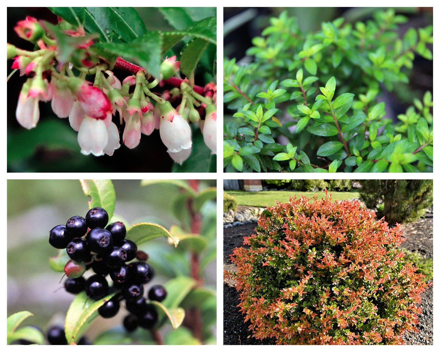 50 California EVERGREEN HUCKLEBERRY Vaccinium Ovatum Fruit aka Box Blueberry Native Pink & White Flower Blue Black Berry Shrub Seeds