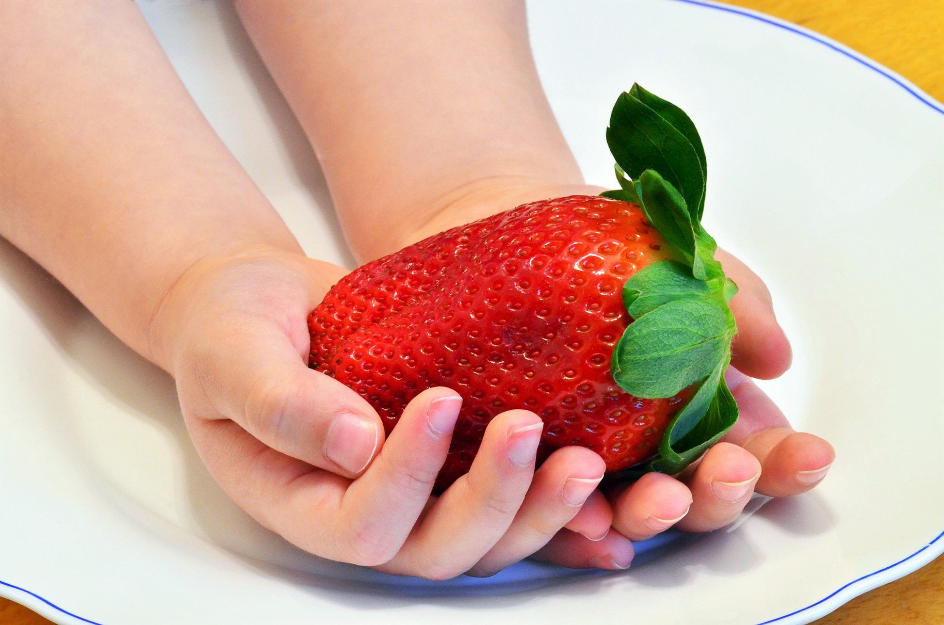 growing giant strawberries from seed 15 GIANT STRAWBERRY Fragaria spp June Bearing Huge Red Berry Fruit Whi – Seedville USA