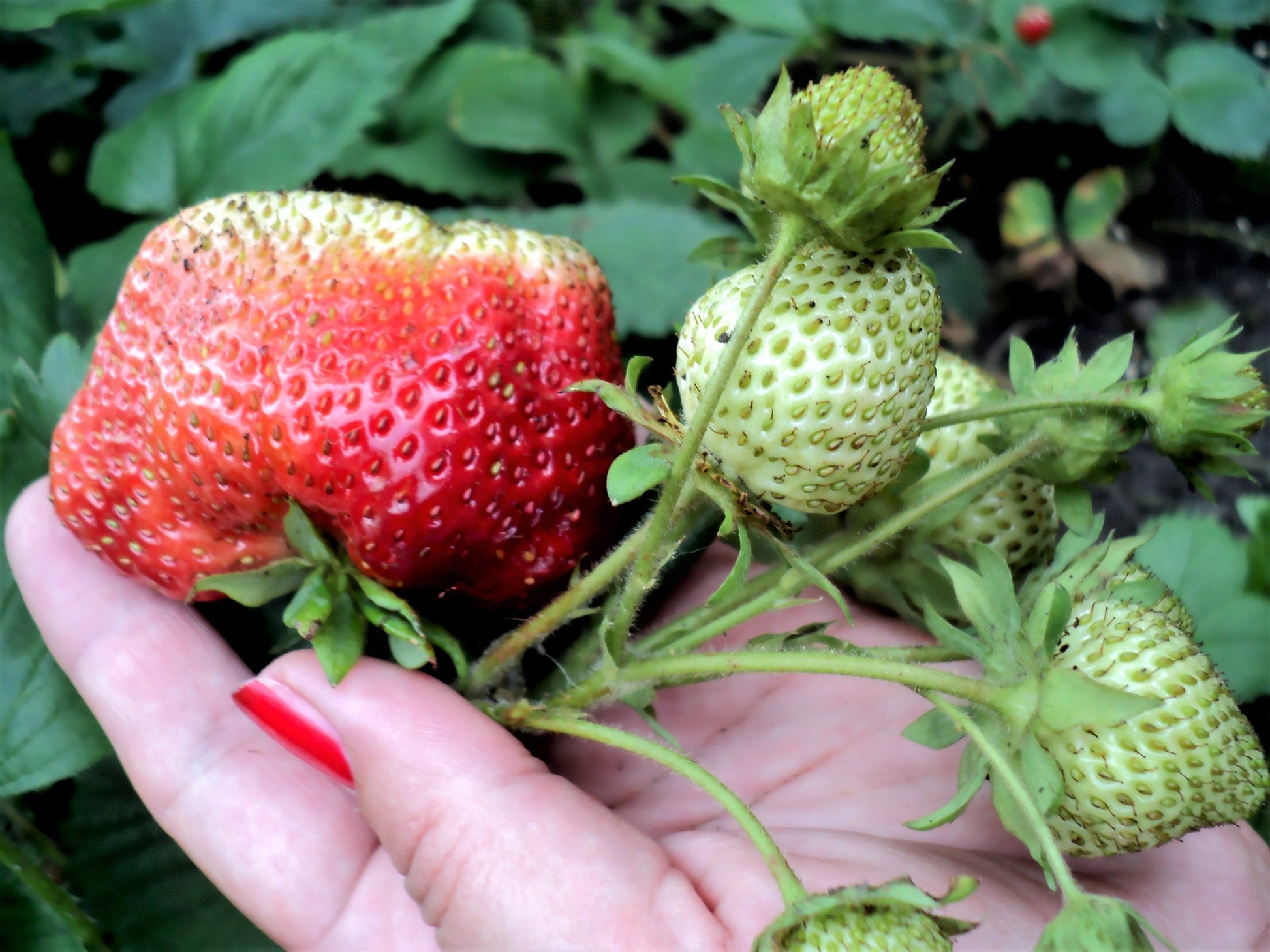 giant strawberry seeds for sale 15 GIANT STRAWBERRY Fragaria spp June Bearing Huge Red Berry Fruit White Flower Seeds